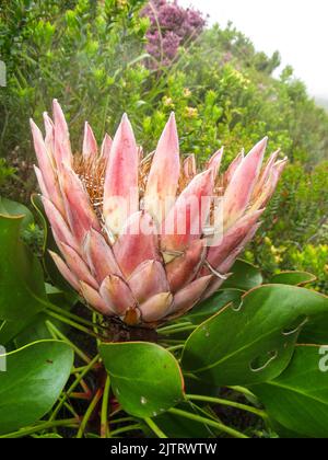 Vue latérale d'une ancienne fleur de la Reine Protea, en commençant à se retourner pour semer le long des fynbos dans la côte dans la route des jardins, Afrique du Sud Banque D'Images