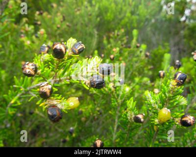 Petites graines noires dans une brousse d'Erica dans les fynbos le long du jardin côtier route Afrique du Sud. Banque D'Images