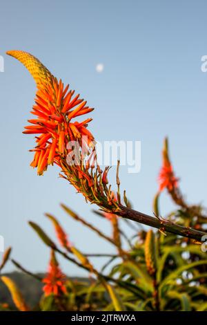 Gros plan de la fleur orange d'un Aloe Kranz, Aloe arborescens, en pleine floraison au début de l'hiver, le long de la route des jardins de la côte sud-africaine Banque D'Images