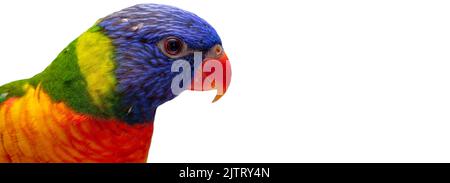 Magnifique Trichoglossus moluccanus lory sur la perche avec fond blanc. Banque D'Images