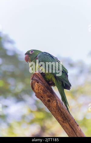 Perroquet extérieur dans un parc de Rio de Janeiro. Banque D'Images