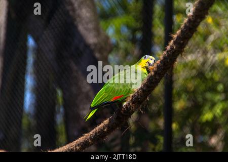 Perroquet extérieur dans un parc de Rio de Janeiro. Banque D'Images