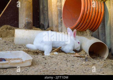 Lapin dans une ferme à Rio de Janeiro. Banque D'Images