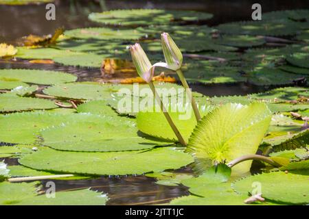 la plante regia fleurir dans un lac à Rio de Janeiro. Banque D'Images