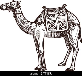 Croquis de chameau, symbole animal de voyage et de culture en Égypte, icône de vecteur. Dromadaire de chameau avec harnais de selle, ancien Égypte pharaon animal sacré de l'arabe Illustration de Vecteur