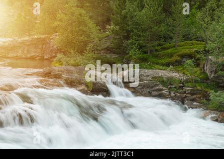Petite cascade de Cascade dans Mountain Stream. Rochers et forêt verte diversifiée en arrière-plan. Gros plan sur un paysage pittoresque. Thème photo nature. Banque D'Images