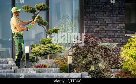 Jardinier caucasien professionnel taille de l'arbre de décoration Bonsai dans le jardin d'arrière-cour à l'aide de l'outil de taille-haie professionnel. Maison résidentielle dans le Banque D'Images