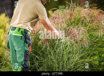 Jardinier mâle caucasien vérifiant l'état de l'usine d'herbe d'argent avant de commencer à se départir des arbustes dans le jardin de l'arrière-cour de son client. Soins saisonniers et Banque D'Images