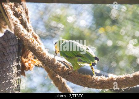 Perroquet extérieur dans un parc de Rio de Janeiro, Brésil. Banque D'Images