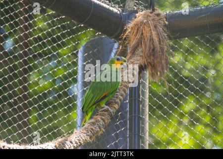 Perroquet extérieur dans un parc de Rio de Janeiro, Brésil. Banque D'Images