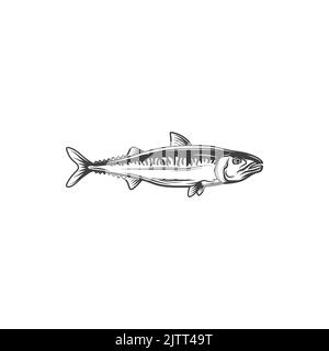 Icône monochrome isolée de petits poissons fourragers anchois. Vector Anchoa, Anchoviella, Engraulis ou la mascotte de pêche Thryssa. Anchois européens, vol en raquettes Illustration de Vecteur
