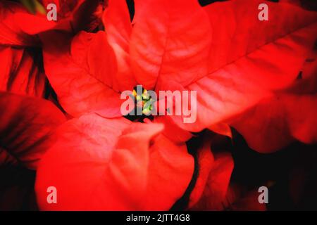 Gros plan d'un poinsettia rouge - John Gollop Banque D'Images