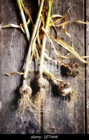 Ail fraîchement tiré sur un fond en bois - John Gollop Banque D'Images