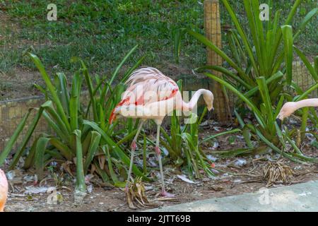 Flamants d'extérieur dans un lac de Rio de Janeiro au Brésil. Banque D'Images