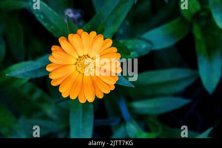 Fleur de marigold de jardin (Calendula officinalis). Marigold en pot, marigold en commun, rud ou rudles. Banque D'Images