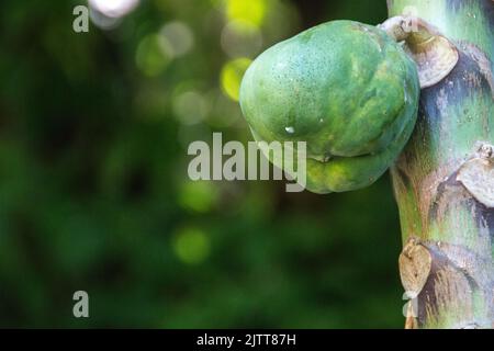 Papaye vert plein air à Rio de Janeiro, Brésil. Banque D'Images