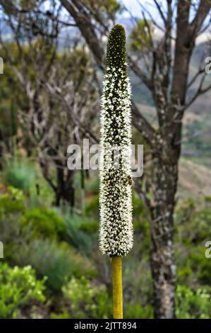 Pic de floraison ou paysage d'un arbre d'herbe (Xanthorrhoea) dans les Flinders Ranges, Australie méridionale Banque D'Images