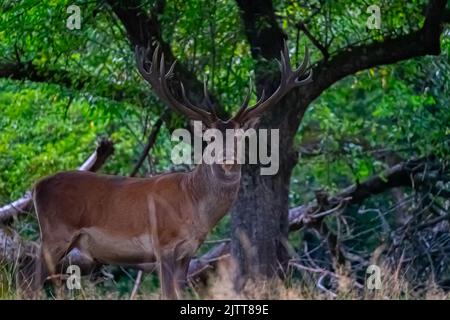 Cerf sauvage dans leur habitat naturel Banque D'Images
