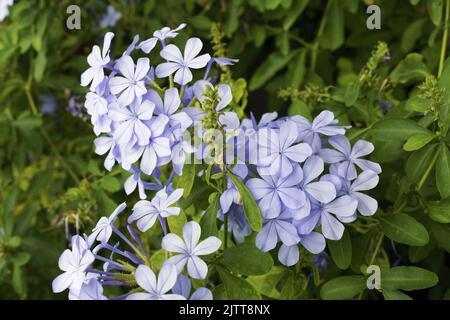 Détail des fleurs de la plante bleue plumbago, Plumbago auriculata; Plumbaginaceae Banque D'Images