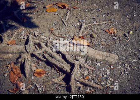 Feuilles de magnolia tombées sur un sol sec parmi les racines d'un arbre. Banque D'Images