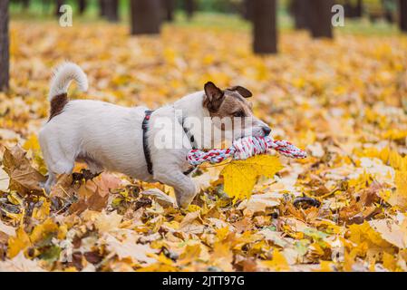 Jack Russell Terrier chien courant dans le parc d'automne avec corde de jouet pour le jeu de remorqueur de guerre. Vue de profil. Banque D'Images