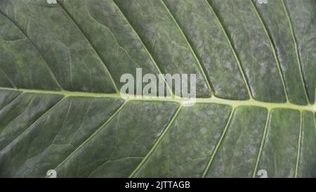 Image d'arrière-plan et motif naturel de la plante Xanthosoma taioba également connu sous le nom de plante d'éléphant, oreille d'éléphant d'Arrowleaf etc Banque D'Images