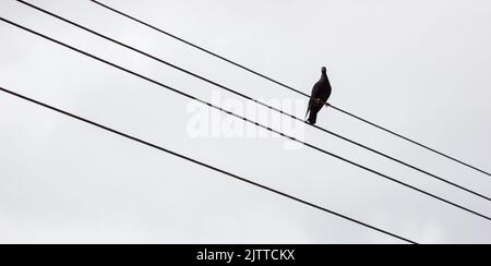 pigeon sur le fil avec fond gris à Rio de Janeiro, Brésil. Banque D'Images