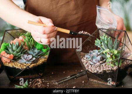 bricolage florarium maison femme passe-temps loisirs succulents Banque D'Images