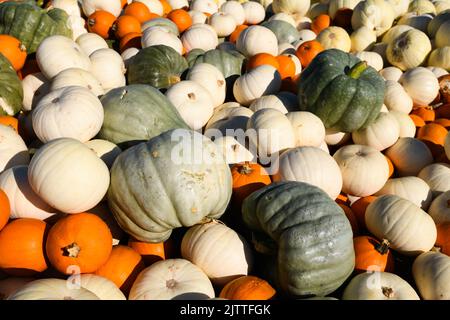 Les courges s'empilaient haut dans un champ de ferme en orange, vert et blanc Banque D'Images