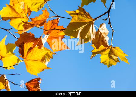 Groupe de plusieurs niveaux de feuilles d'automne orange et jaune du dessous contre le ciel bleu Banque D'Images