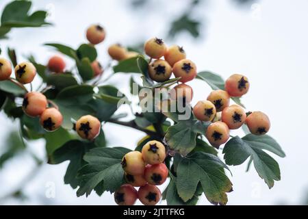 Fruits non mûrs sur un arbre Crataegus en été. Crataegus hawthorn, quickthorn, épine-épine, arbre de mai, orme blanc, baies mûres rouges aux baies de fruits rouges sur branche avec Banque D'Images