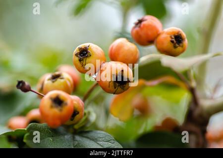 Fruits non mûrs sur un arbre Crataegus en été. Crataegus hawthorn, quickthorn, épine-épine, arbre de mai, orme blanc, baies mûres rouges aux baies de fruits rouges sur branche avec Banque D'Images