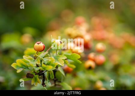 Fruits non mûrs sur un arbre Crataegus en été. Crataegus hawthorn, quickthorn, épine-épine, arbre de mai, orme blanc, baies mûres rouges aux baies de fruits rouges sur branche avec Banque D'Images