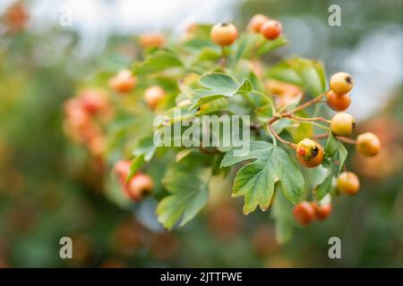 Fruits non mûrs sur un arbre Crataegus en été. Crataegus hawthorn, quickthorn, épine-épine, arbre de mai, orme blanc, baies mûres rouges aux baies de fruits rouges sur branche avec Banque D'Images