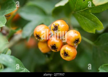 Fruits non mûrs sur un arbre Crataegus en été. Crataegus hawthorn, quickthorn, épine-épine, arbre de mai, orme blanc, baies mûres rouges aux baies de fruits rouges sur branche avec Banque D'Images