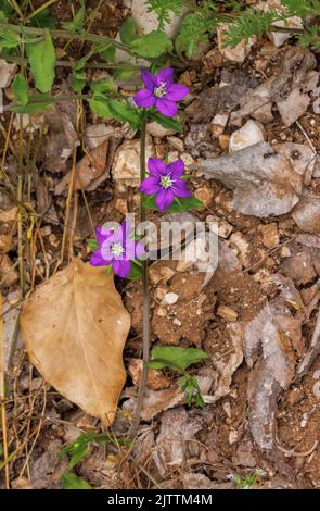 Grand verre de regard de Vénus, Legousia spéculum-veneris, en fleur. Banque D'Images