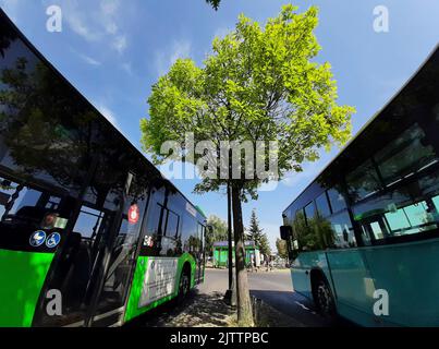 Bucarest, Roumanie - 29 août 2022 : un arbre vert entre deux bus de transport en commun. Cette image est destinée à un usage éditorial uniquement. Banque D'Images