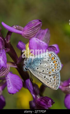 Araignée de crabe jaune, Misumena, avec papillon bleu commun, sur orchidée à ailes vertes. Banque D'Images