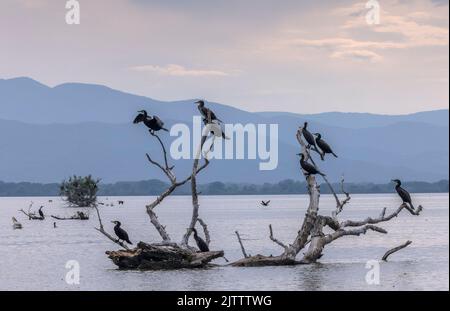 Cormorans communs, Phalacrocorax carbo, roosting et loafing dans les arbres morts, saison de reproduction; lac Kerkini, Grèce. Banque D'Images