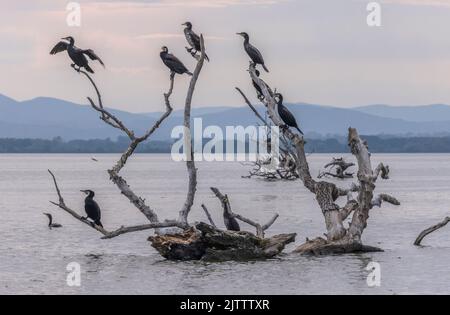 Cormorans communs, Phalacrocorax carbo, roosting et loafing dans les arbres morts, saison de reproduction; lac Kerkini, Grèce. Banque D'Images
