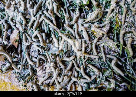 Vue rapprochée du ver à soie (Bombyx mori) mangeant des feuilles de mûrier. Le Brésil est le plus grand producteur de soie du monde en 6th Banque D'Images