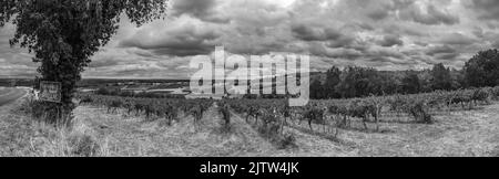 Vue panoramique sur les vignobles de Gaillac en été sous un ciel gris Banque D'Images