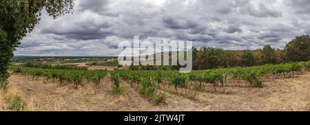 Vue panoramique sur les vignobles de Gaillac en été sous un ciel gris Banque D'Images