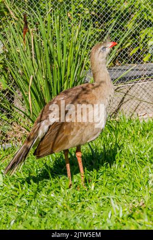 Seriema, oiseau typique des cerrados brésiliens en plein air Banque D'Images