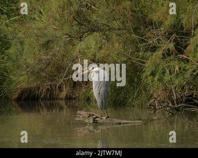 Ardea cinere, également connu sous le nom de héron gris, est une espèce d'oiseau dans l'ordre des Pélécaniformes. Il est répandu et commun en Eurasie et en Afrique Banque D'Images