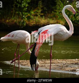 flamants roses en eau peu profonde, tête très visible avec les yeux et le bec, un oiseau en quête d'eau, l'autre oiseau en marche Banque D'Images
