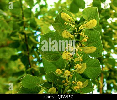 Tilleul grappes tilia cordata, pois, tilleul à petits feuilles, fleur de linden litteleleaf. Pharmacie, apothicaire, médecine naturelle, tisane, a Banque D'Images