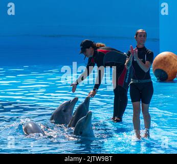 Cubain, entraîneurs travaillant avec les dauphins. Leur enseigner des trucs à jouer à l'Acquarium national de Cuba. Banque D'Images
