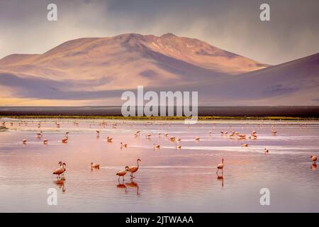 Flamants du Chili et Laguna Colorada, lagune Rouge, à Altiplano en Bolivie Banque D'Images