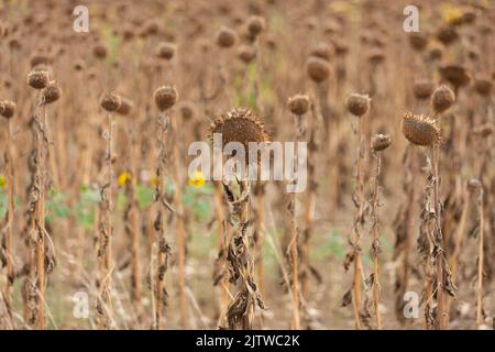 Tournesols bruns prêts pour la récolte dans le bas de la Dordogne, sud-ouest de la France Banque D'Images